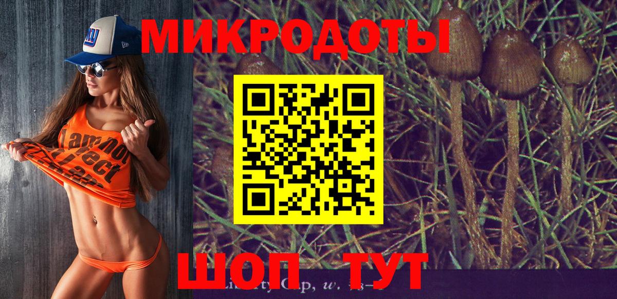 Галлюциногенные грибы Psilocybe Геленджик